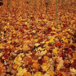 foto_autunno_365