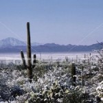 neve-polveri-cactus_~CB009548