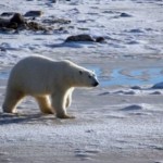orso-bianco-ghiacciai