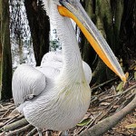Dalmation-pelican